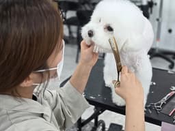 평택애견미용학원 실견수업 및 실무 중심 교육 과정