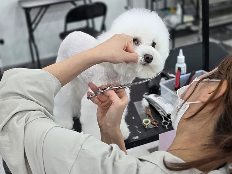 청주애견미용학원-창업준비-선택기준-안내