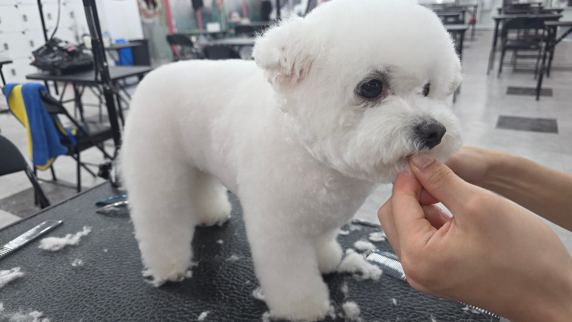 부평 애견미용학원 취업 창업