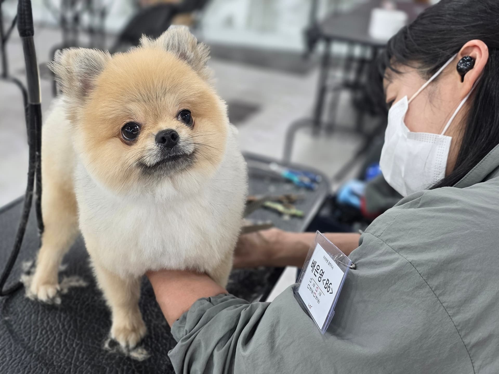 청주 애견미용학원 포트폴리오 준비