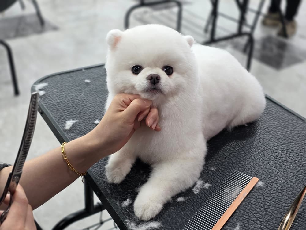 서면 애견미용학원 취미에서 진로 준비