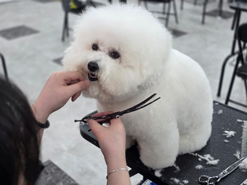 수영 애견미용학원 비용 비교