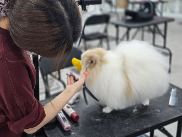 대구 애견미용학원 취미반 상담