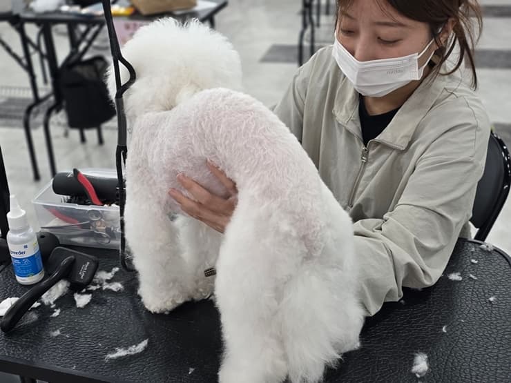 인천 애견미용학원 상담 후기