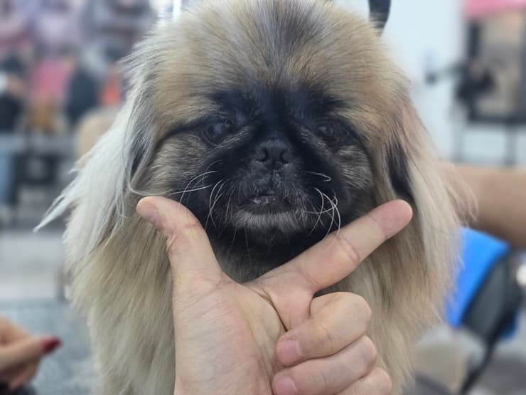 구월동애견미용학원에서 가정견 실견수업을 진행하는 모습